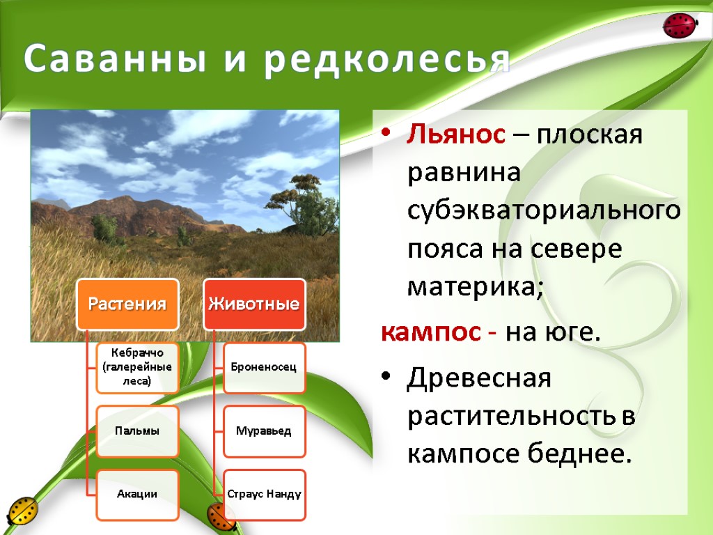 Саванны и редколесья Льянос – плоская равнина субэкваториального пояса на севере материка; кампос -